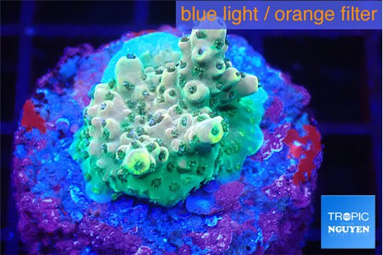 Acropora green purple 2-3 cm WYSIWYG acclimaté