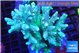 Acropora green golden 7-11 cm WYSIWYG acclimaté