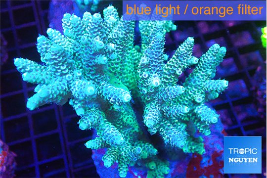Acropora green golden 7-11 cm WYSIWYG acclimaté