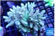 Acropora green golden 7-11 cm WYSIWYG acclimaté