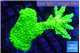 Acropora full neon green 4-6 cm WYSIWYG acclimaté
