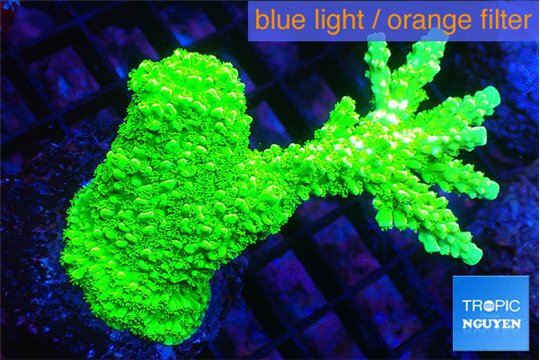 Acropora full neon green 4-6 cm WYSIWYG acclimaté