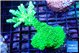 Acropora full neon green 4-6 cm WYSIWYG acclimaté