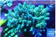 Acropora green blue 7-12 cm WYSIWYG acclimaté