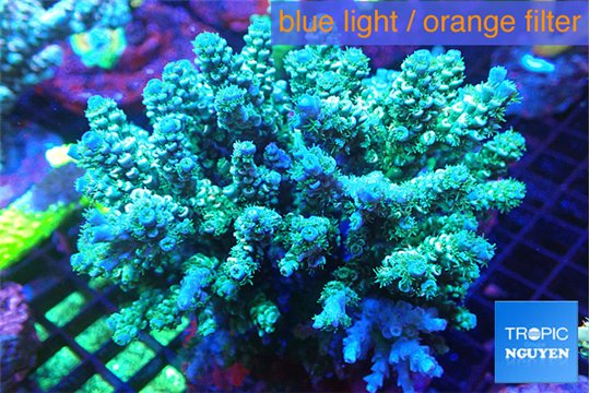 Acropora green blue 7-12 cm WYSIWYG acclimaté