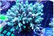 Acropora green blue 7-12 cm WYSIWYG acclimaté
