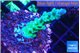 Acropora green purple 2-3 cm WYSIWYG acclimaté