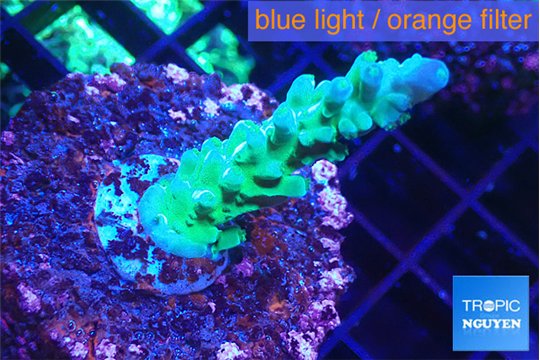 Acropora green purple 2-3 cm WYSIWYG acclimaté