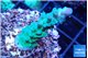 Acropora green purple 2-3 cm WYSIWYG acclimaté
