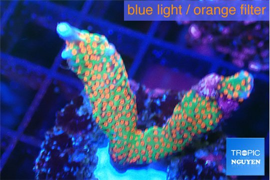 Montipora red fire forest 3-4 cm WYSIWYG acclimaté