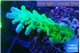 Acropora green blue Fijii 3-4 cm WYSIWYG acclimaté