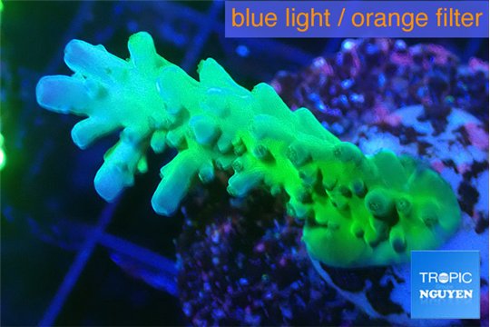 Acropora green blue Fijii 3-4 cm WYSIWYG acclimaté