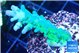 Acropora green blue Fijii 3-4 cm WYSIWYG acclimaté