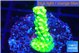 Acropora full neon green 2-3 cm WYSIWYG acclimaté