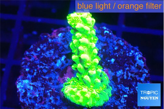 Acropora full neon green 2-3 cm WYSIWYG acclimaté