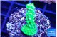 Acropora full neon green 2-3 cm WYSIWYG acclimaté