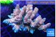 Acropora pink 7-11 cm WYSIWYG acclimaté