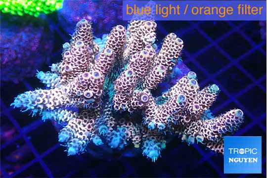 Acropora pink 7-11 cm WYSIWYG acclimaté