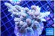 Acropora pink 7-11 cm WYSIWYG acclimaté