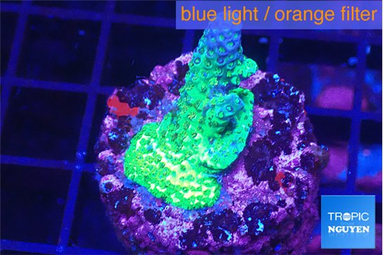 Acropora green purple Australia 3-4 cm WYSIWYG acclimaté