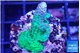 Acropora green purple Australia 3-4 cm WYSIWYG acclimaté