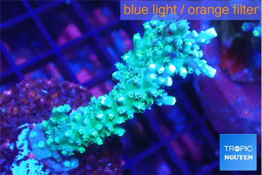 Acropora joker 4-6 cm WYSIWYG acclimaté