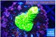 Acropora full neon green 2-3 cm WYSIWYG acclimaté
