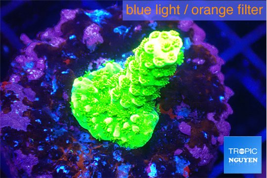 Acropora full neon green 2-3 cm WYSIWYG acclimaté