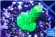 Acropora full neon green 2-3 cm WYSIWYG acclimaté