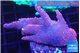Acropora pink purple 4-6 cm WYSIWYG acclimaté