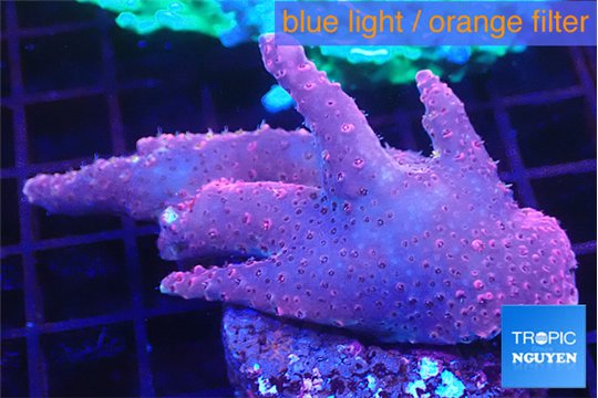 Acropora pink purple 4-6 cm WYSIWYG acclimaté