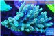 Acropora green golden 7-11 cm WYSIWYG acclimaté