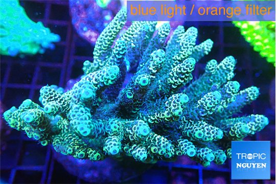 Acropora green golden 7-11 cm WYSIWYG acclimaté
