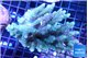 Acropora green golden 7-11 cm WYSIWYG acclimaté