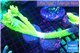 Acropora full neon green frag 10-14 cm WYSIWYG acclimaté