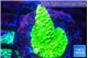 Acropora full neon green 2-3 cm WYSIWYG acclimaté
