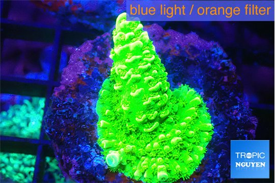 Acropora full neon green 2-3 cm WYSIWYG acclimaté