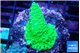 Acropora full neon green 2-3 cm WYSIWYG acclimaté