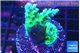 Acropora green purple 4-6 cm WYSIWYG acclimaté