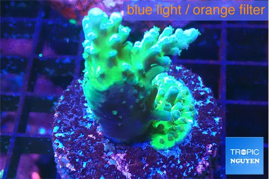 Acropora green purple 4-6 cm WYSIWYG acclimaté