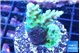 Acropora green purple 4-6 cm WYSIWYG acclimaté