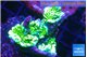Montipora green purple 4-6 cm WYSIWYG acclimaté