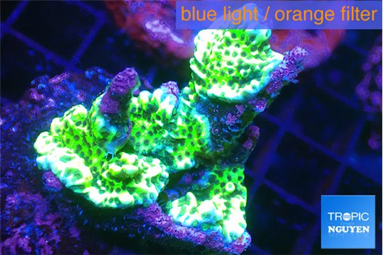 Montipora green purple 4-6 cm WYSIWYG acclimaté
