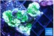 Montipora green purple 4-6 cm WYSIWYG acclimaté