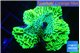 Montipora green purple 4-6 cm WYSIWYG acclimaté