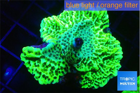 Montipora green purple 4-6 cm WYSIWYG acclimaté