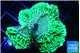 Montipora green purple 4-6 cm WYSIWYG acclimaté
