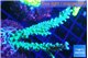 Acropora joker 4-6 cm WYSIWYG acclimaté