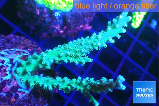 Acropora joker 4-6 cm WYSIWYG acclimaté