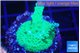 Acropora green purple 3-5 cm WYSIWYG acclimaté